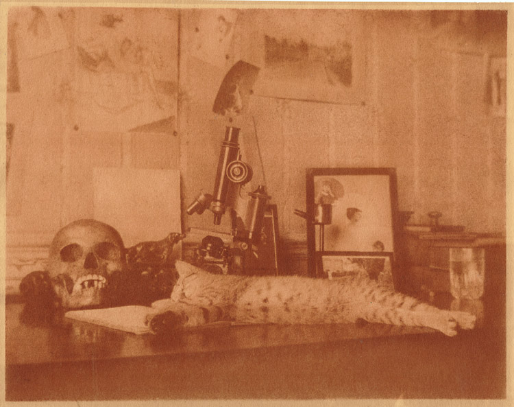 Vanities: Cat Stretched out on Desk with Skull, Microscopes, Photographs, Bronze of a Dog and a Glass of Water