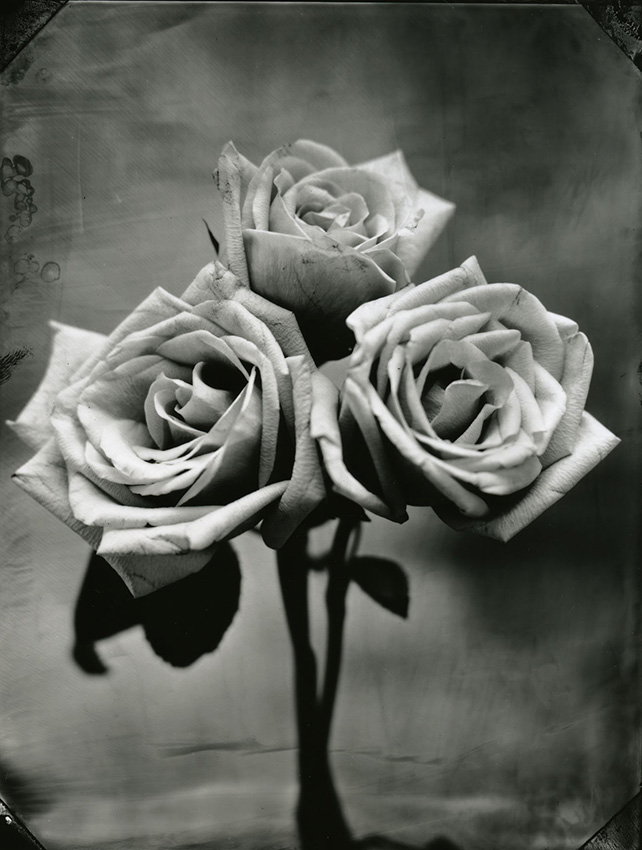 Tom Baril - Three Roses