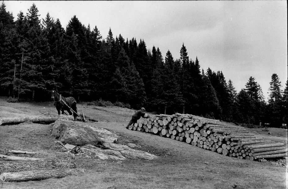 Henri Cartier-Bresson - Logging Operation, Quebec, Canada