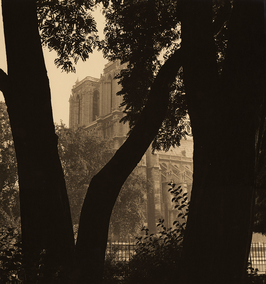Tree and Notre Dame, Paris