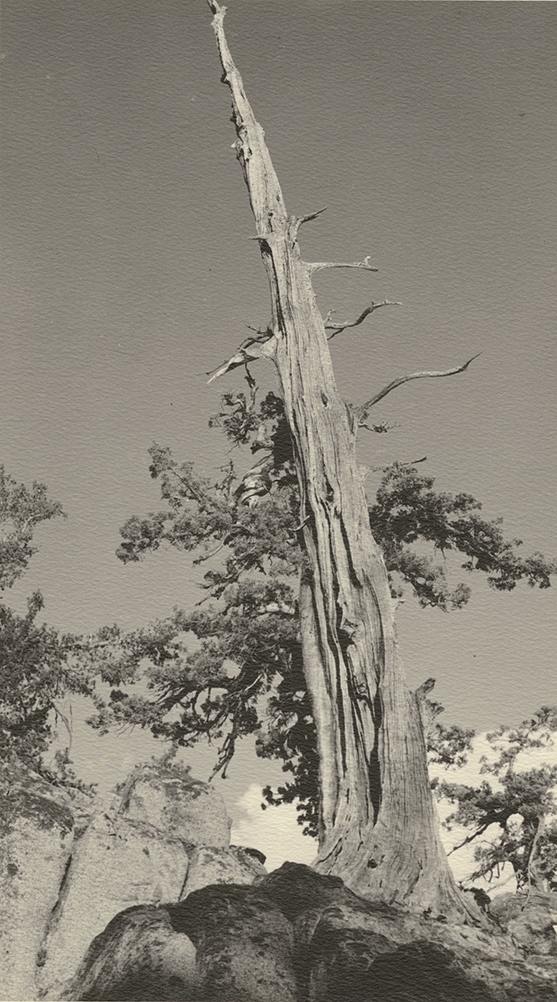 Ancient Bristlecone Pine Tree in the High Sierra