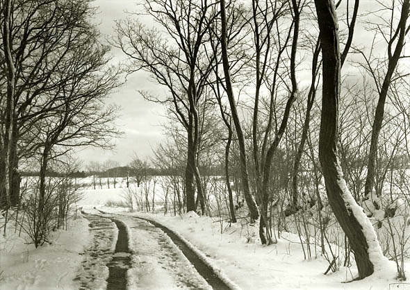 Trees and Road in Snow