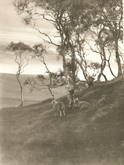 Francis Alfred Bolton - Sheep on Hillside