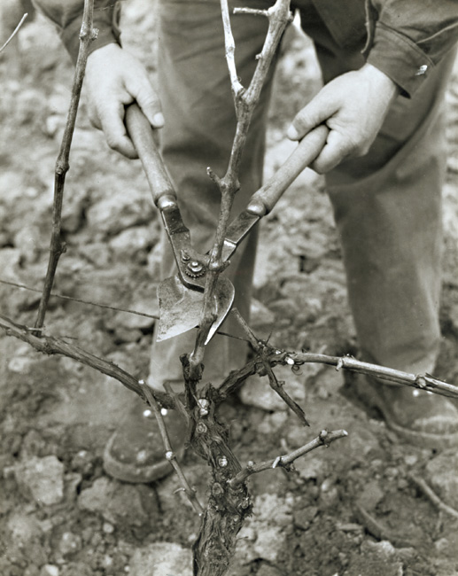 Robert Doisneau - Pruning Grape Vines