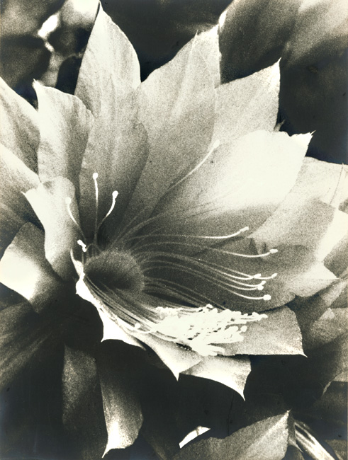 Anonymous - Exuberance