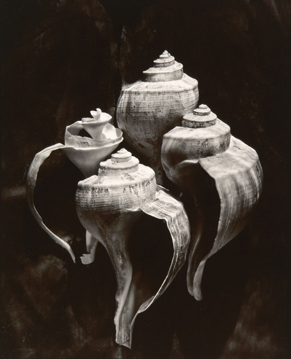 Olivia Parker - Whelks (from "Lost Objects portfolio)