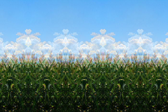 Charlie Schreiner - Corn & Clouds (Mosaic)