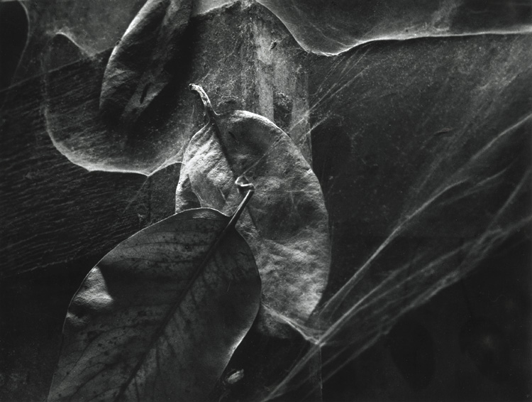 Wynn Bullock - Leaves in Cobwebs