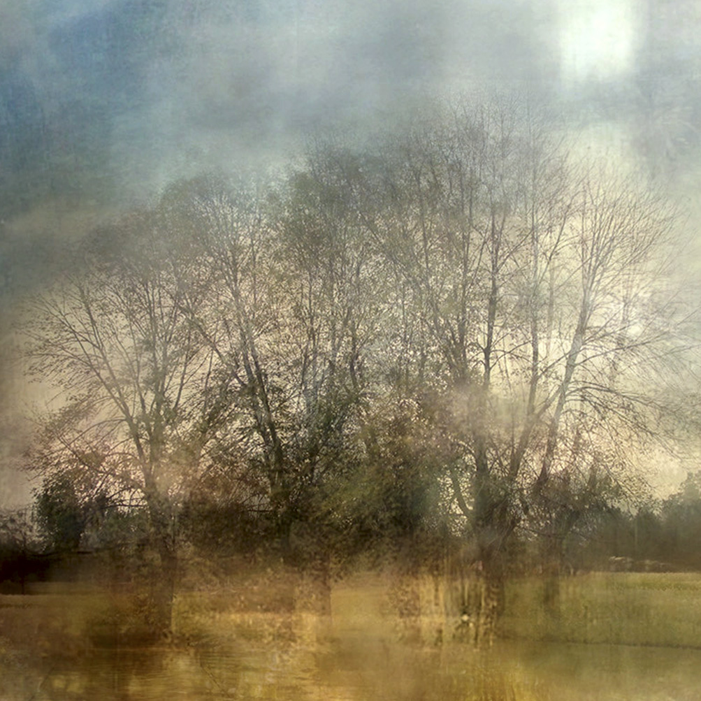 Lisa Holden - Trees in the Meadow (from Series 