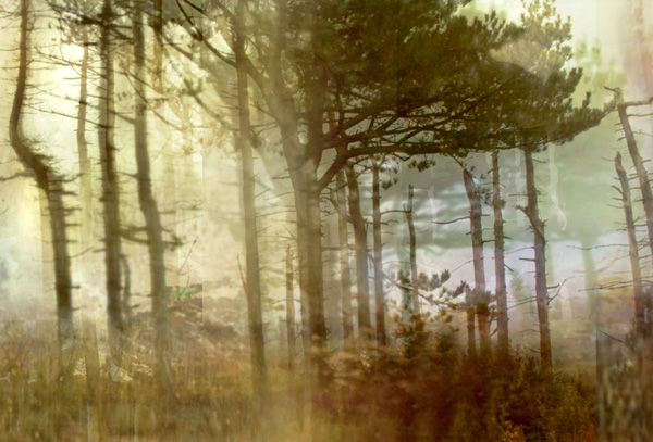 Lisa Holden - Pine Forest II (from Series 