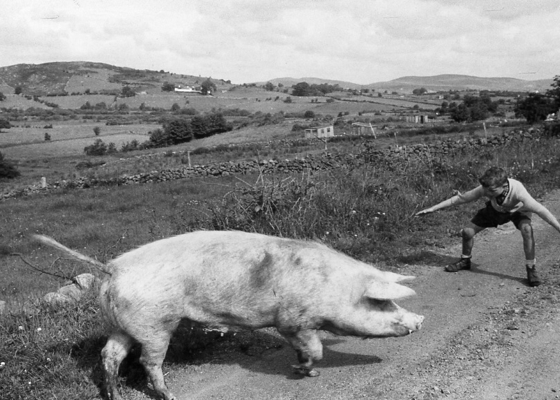 Brian Seed - Boy with Wayward Pig, Ulster, Ireland
