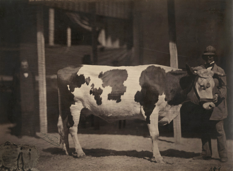 Kuh von der Race in der Normandie (Cow with Man)