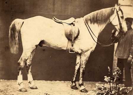 Ghemar & Severin - D'apres Nature (White Horse)