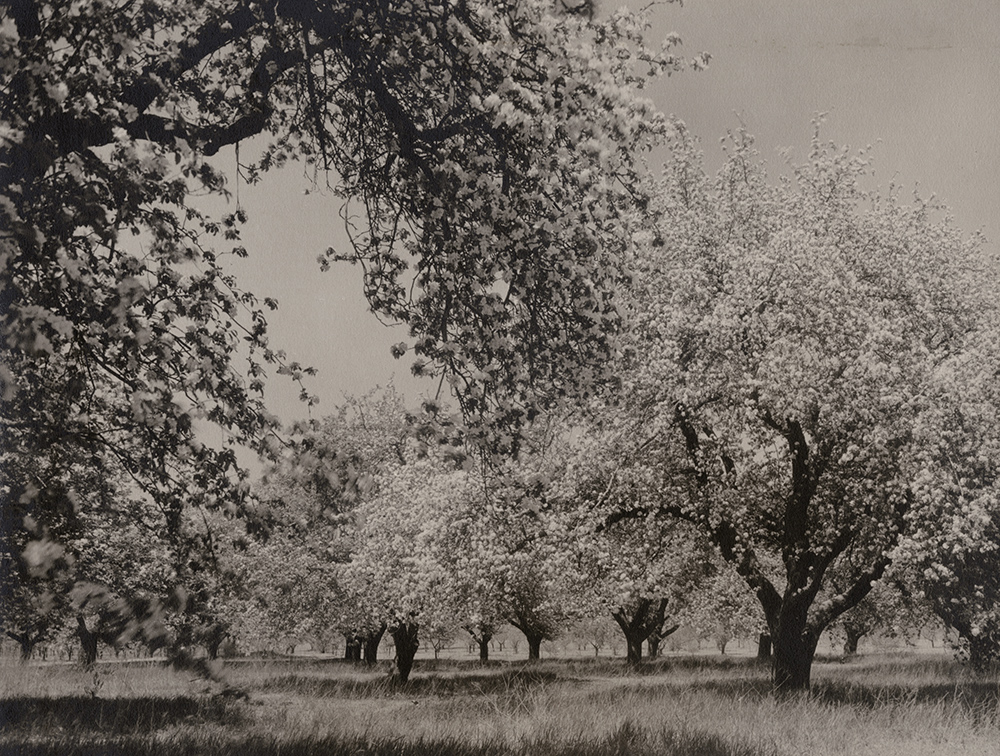 Roy W. Trowbridge - Fruit Trees in Bloom