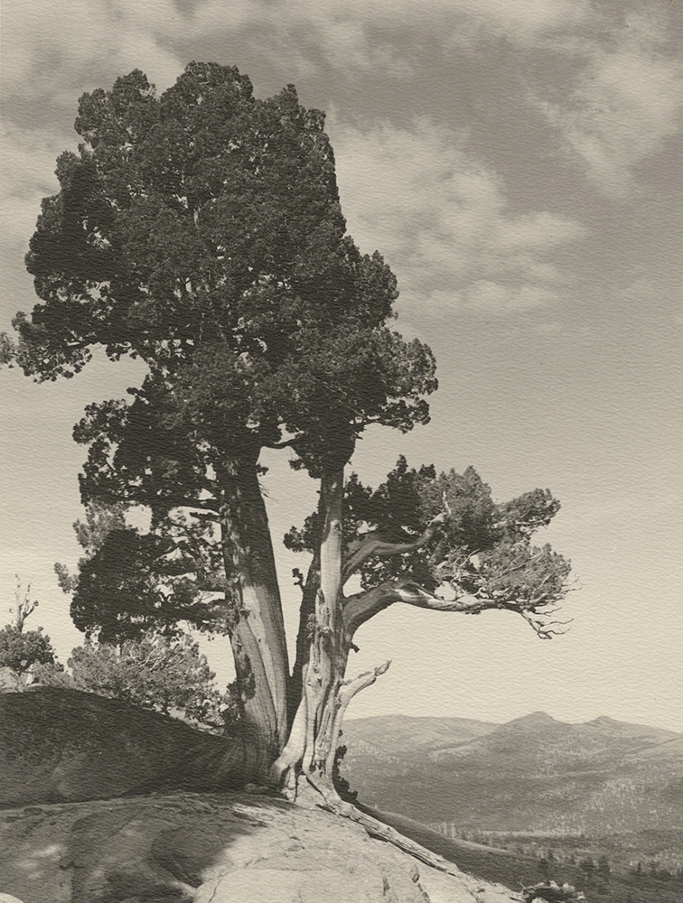 William Edward Dassonville - Huge Ancient Bristlecone Pine Trees in the High Sierra