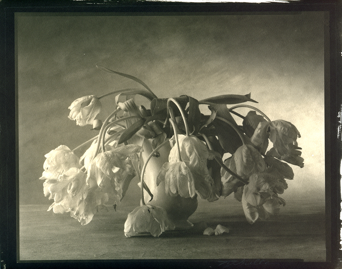 Thomas John Shillea - Parrot Tulips