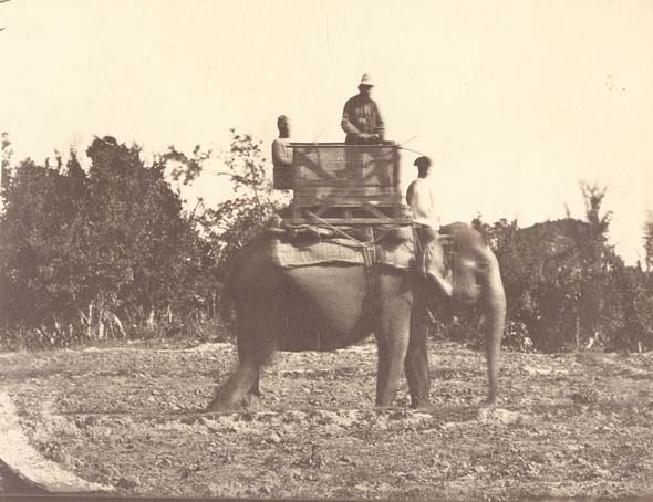 Anonymous - Elephant on Beat and The Goat's Leap