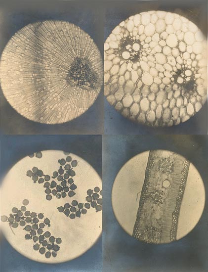 Anonymous - Eight Microscopic Views