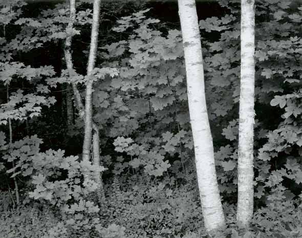 John Sexton - Birch Trees, Rockport, Maine