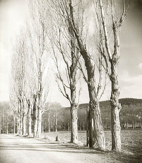 Marcel Bovis - Trees Near Aix-en-Provence, France