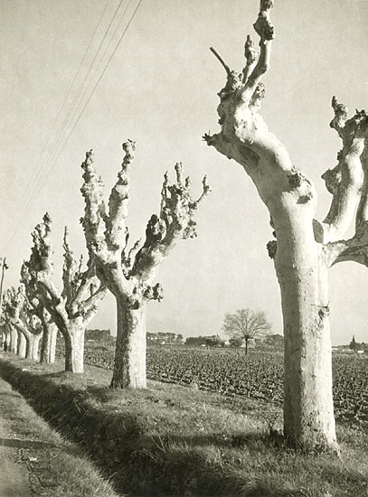 Marcel Bovis - Trees Near Montpellier, France
