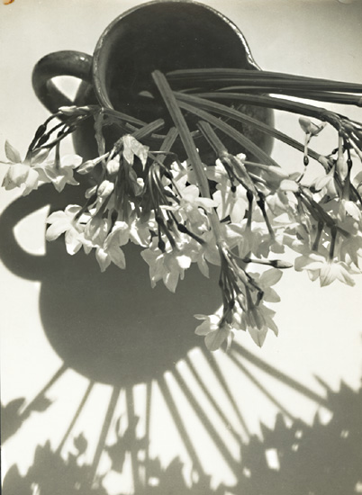 Pierre Auradon - Paperwhite Flowers (Narcisses) in Pottery Pitcher