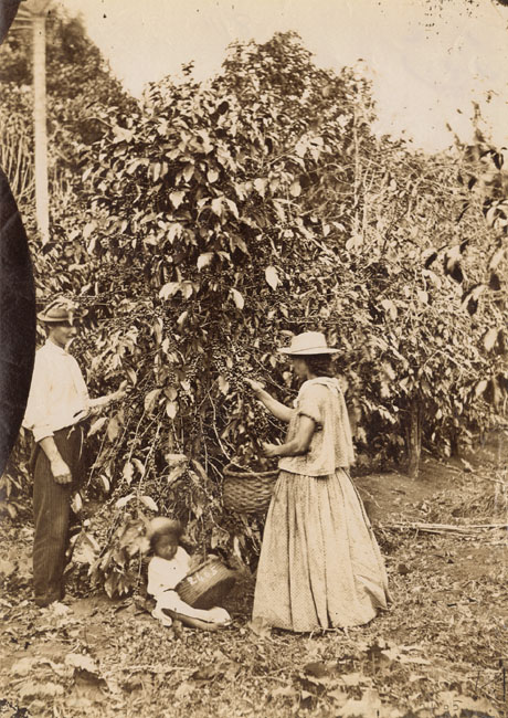 Anonymous - Gathering Coffee in Costa Rica