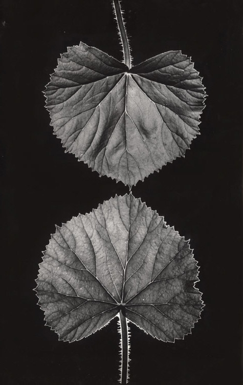 Jindrich Brok - Two Leaves