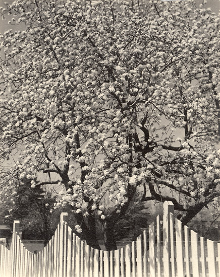 Dorothy Norman - Apple Blossoms, Woodstock, NY